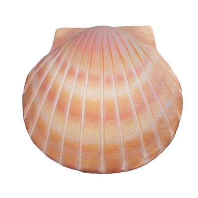 Shell Urn Pearl